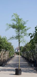 2 stuks! Honingboom Sophora japonica h 250 cm st. omtrek 8 cm boom - Warentuin Natuurlijk