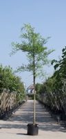 2 stuks! Honingboom Sophora japonica h 250 cm st. omtrek 8 cm boom - Warentuin Natuurlijk - thumbnail