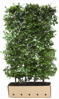 Kant en Klaar Haag Fagus Sylvatica 100x200cm.