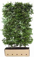Kant en Klaar Haag Fagus Sylvatica 100x200cm.