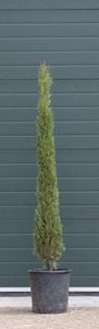 2 stuks! Italiaanse cipresboom Cupressus sempr. Pyramidalis h 162,5 cm boom - Warentuin Natuurlijk