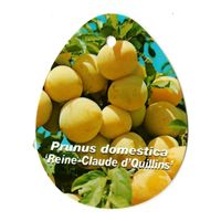 Prunus Domestica Reine Claude d Quillins - Oosterik Home