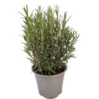 Rozemarijn Rosmarinus I kruidenplant Warentuin Natuurlijk - Warentuin natuurlijk