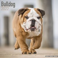 Kalender 2025 Bulldog