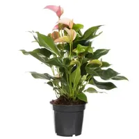Kamerplant Anthurium Red 'Flamingo plant'