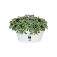 elho loft urban wall basket 40 Buiten Plantenmand Wandmontage Polypropyleen (PP) Wit - thumbnail