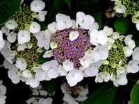 Hortensia - thumbnail