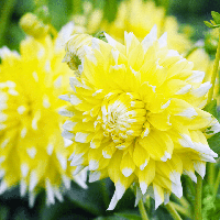 Flowerbulbs Amsterdam - 12 dahlia seattle knollen voor 2 m², grootbloemige uitstraling