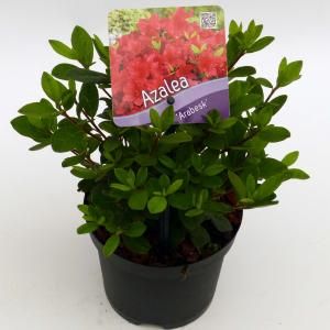 Rododendron (Rhododendron Japonica "Arabesk") heester - 12-20 cm - 8 stuks