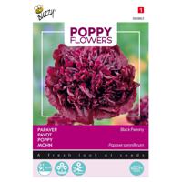 5 stuks Poppies of the world - Papaver Black Paeony