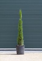 2 stuks! Italiaanse cipresboom Cupressus sempr. Pyramidalis h 112,5 cm boom - Warentuin Natuurlijk