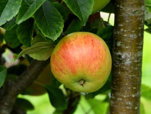 Hoogstam dikke Appelboom