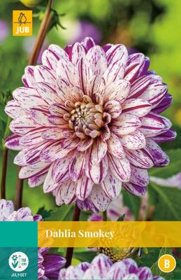 Dahlia smokey bloembol 1 stuk Dahlia JUB - Jub