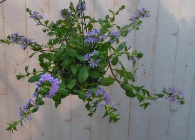 Hangplant Waaierbloem Scaevola Warentuin Natuurlijk - Warentuin natuurlijk