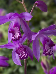 Japanse Orchidee / Bletilla striata