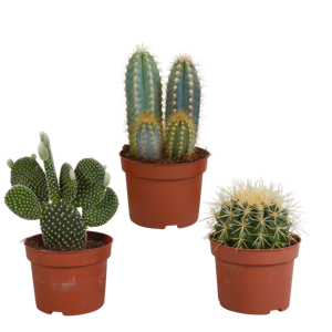 Cactus mix 10.5 cm - 3x - zonder pot