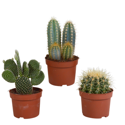 Cactus mix 10.5 cm - 3x - zonder pot