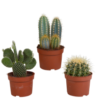 Cactus mix 10.5 cm - 3x - zonder pot