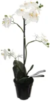 Pure Royal kunstplant orchidee 67cm crème