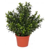 Kunstplanten buxus plant in pot 31 cm   -