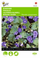Phacelia campanularia - Buzzy