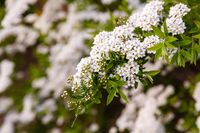 Spierstruik spirea