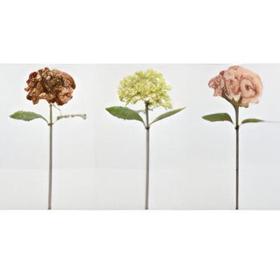 Single hydrangea 68 cm red - Driesprong collection