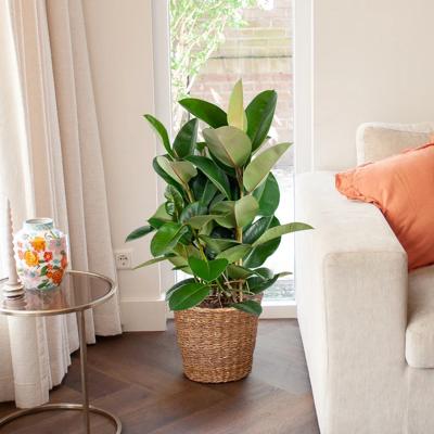 plantje.nl Rubberboom, Ficus Elastica Robusta, Size 27 cm, Donkergroen