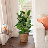 Rubberboom - Ficus Elastica Robusta - P 27 cm