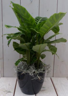 Calathea groen blad zwarte/antraciete pot 40 cm - Warentuin natuurlijk