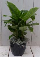 Calathea groen blad zwarte/antraciete pot 40 cm - Warentuin natuurlijk