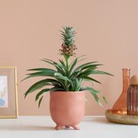 Ananasplant - Ananas Comosus - P12