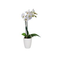 elho Brussels Orchid High Binnen Plantenpot Vrijstaand Polypropyleen (PP) Wit - thumbnail