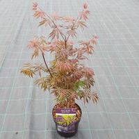 Japanse esdoorn (Acer palmatum "Trompenburg") heester - thumbnail