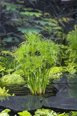 Papyrus plant / Cyperus percamenthus