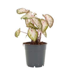 Caladium Pink Gem - P 12 cm