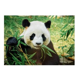 Dieren kinderkamer poster panda / reuzenpanda 84 x 59 cm - Posters