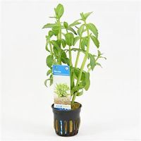 Bacopa madagascariensis - 6 stuks - aquarium plant - thumbnail