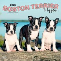 Boston Terrier Puppies Kalender 2026