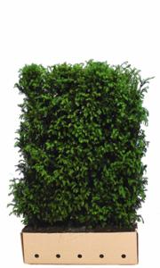 Taxus baccata 80 cm - Quickhedge