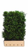 Taxus baccata 80 cm - Quickhedge