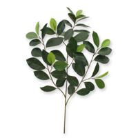 Ficus Compact Tak x 52 FR