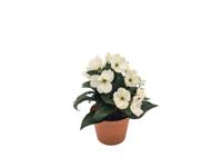 Kunst violen in pot wit, 24 cm - Buitengewoon de boet