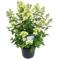 Hydrangea Paniculata "Bombshell"® pluimhortensia - 15-20 cm - 1 stuks - thumbnail