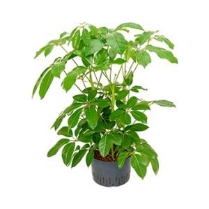 Schefflera amate XL hydrocultuur plant