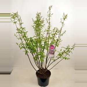 Sering (syringa villosae "Lark Song") - 90-120 cm - 1 stuks