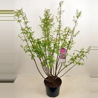 Sering (syringa villosae "Lark Song") - 90-120 cm - 1 stuks