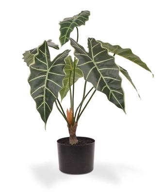 Alocasia Amazonica kunstplant 60cm Alocasia Amazonica kunstplant 60cm