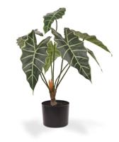 Alocasia Amazonica kunstplant 60cm