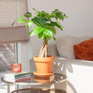 plantje.nl Pachira Aquatica (Geldboom) Kamerplanten, Groen, Gevlochten Stam, Groene Bladeren, Luchtzuiverend, Geschikt voor beginners